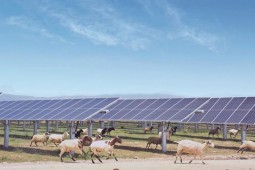 光伏板下的“新草场”